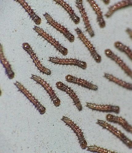 Eilema griseola